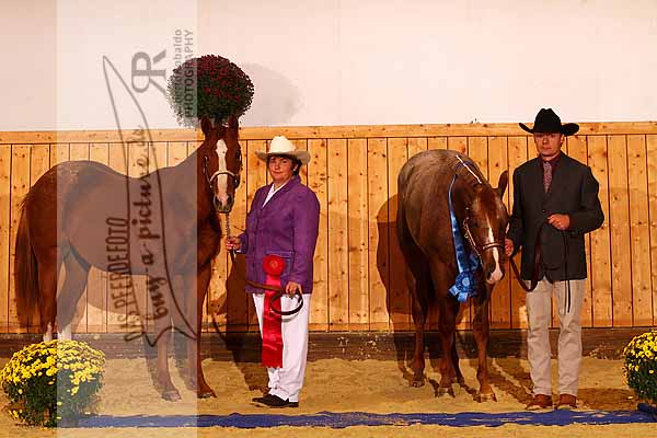 Preview RR_111015_2327_Sieger_Yearling_Colts.jpg